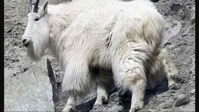 How Long Does Goat Take To Ship?