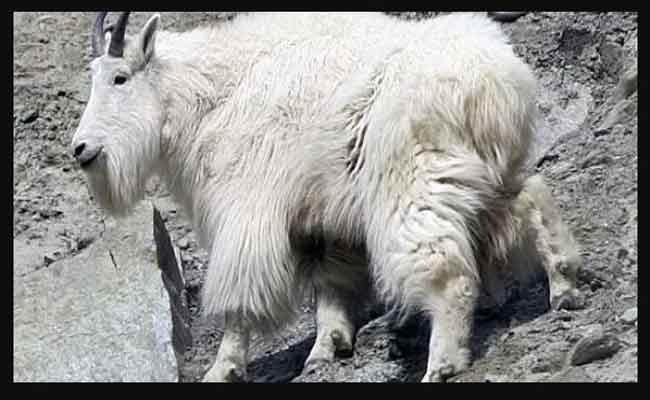 How Long Does Goat Take To Ship? Everything You Need To Know How Long Does Goat Take To Ship?